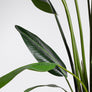 Bizzotto Τεχνητό Φυτό Στερλίτζια Πράσινο με ύψος 310εκ. 0172960